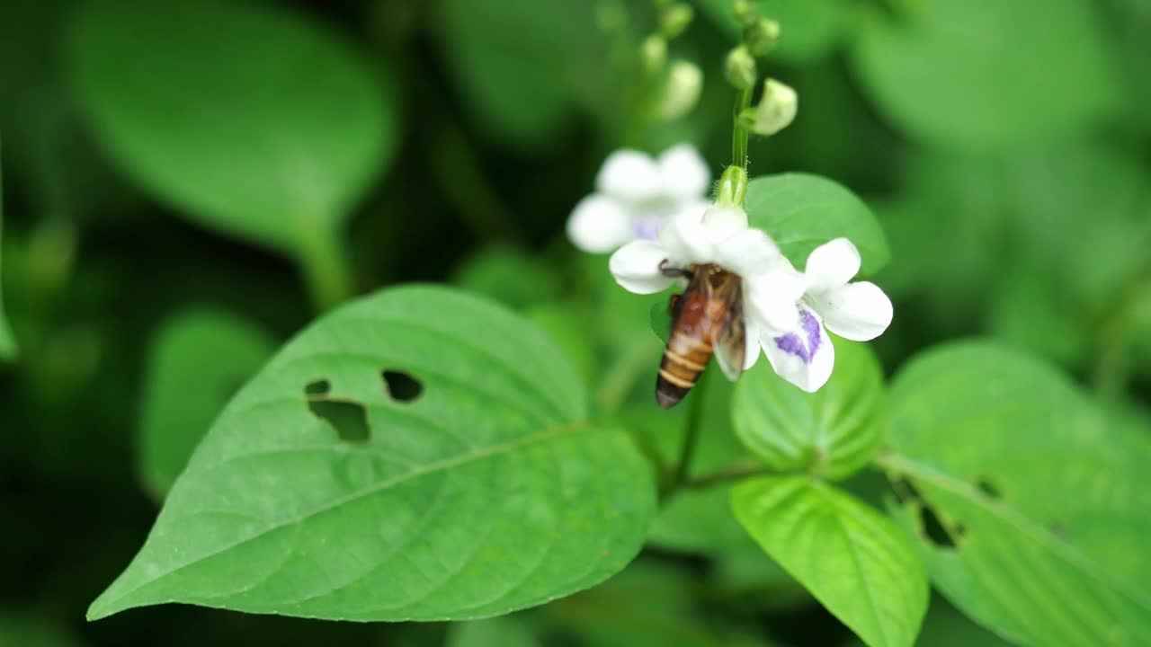 巨大的蜜蜂在白色的紫罗兰花上寻找花蜜视频素材