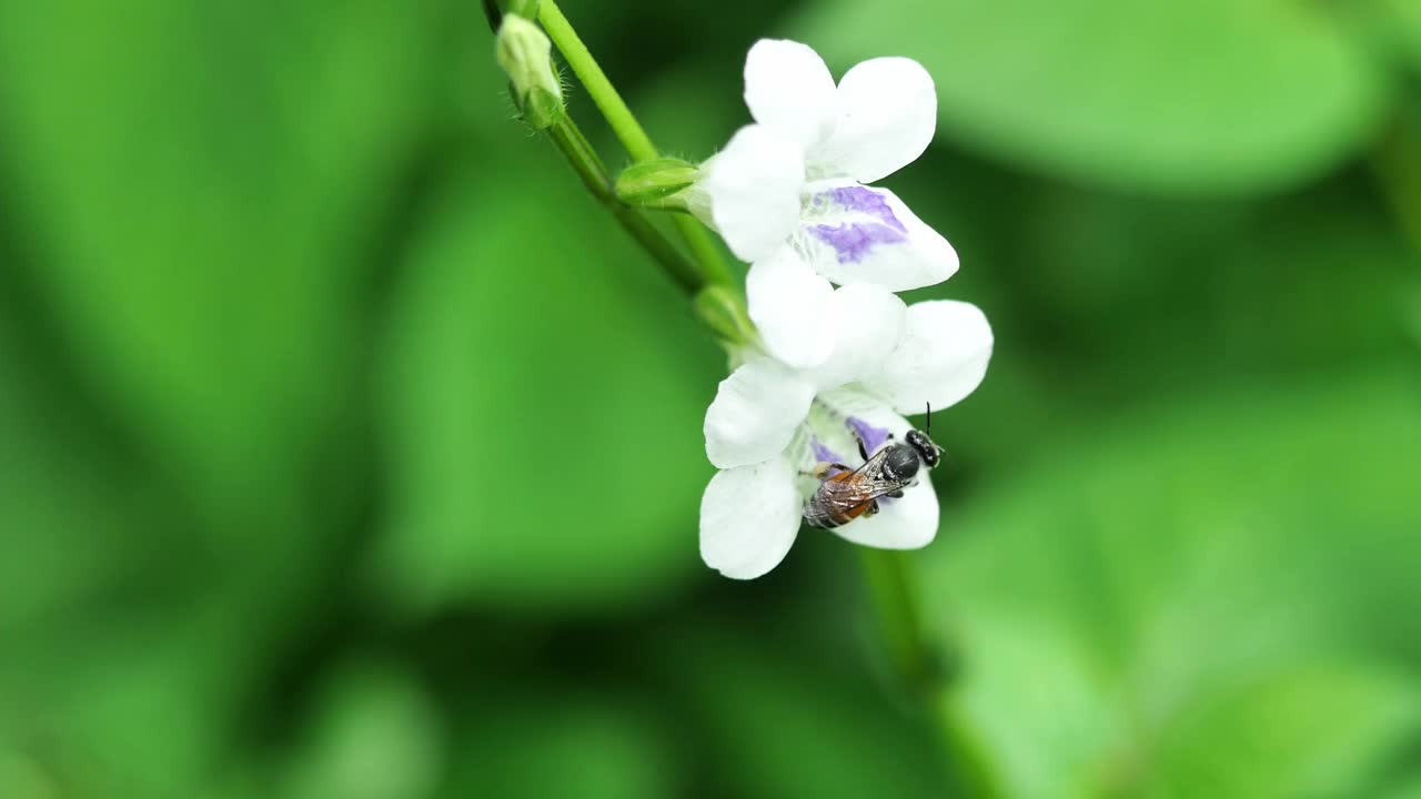 蜜蜂在白色的紫罗兰花上寻找花蜜视频素材