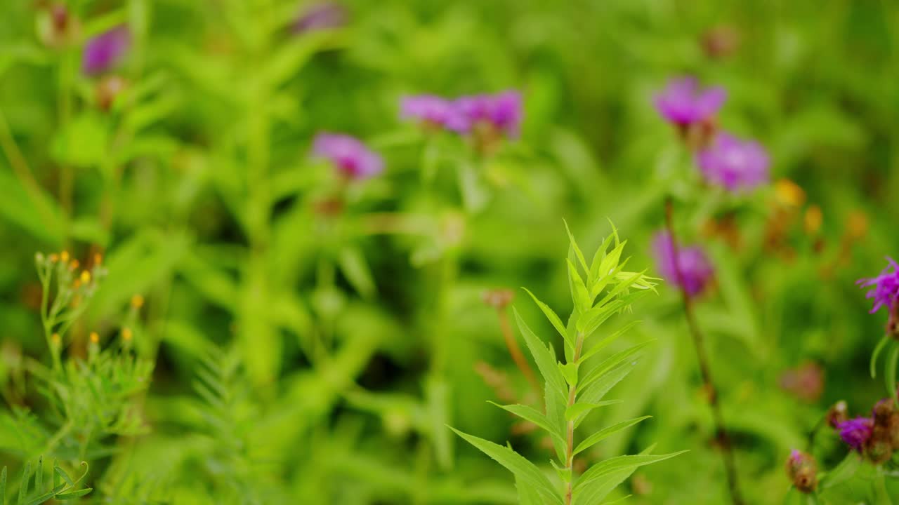 一种普通的ragwort (jacobaea vulgaris)植物上的花。夏日的自然美景视频素材