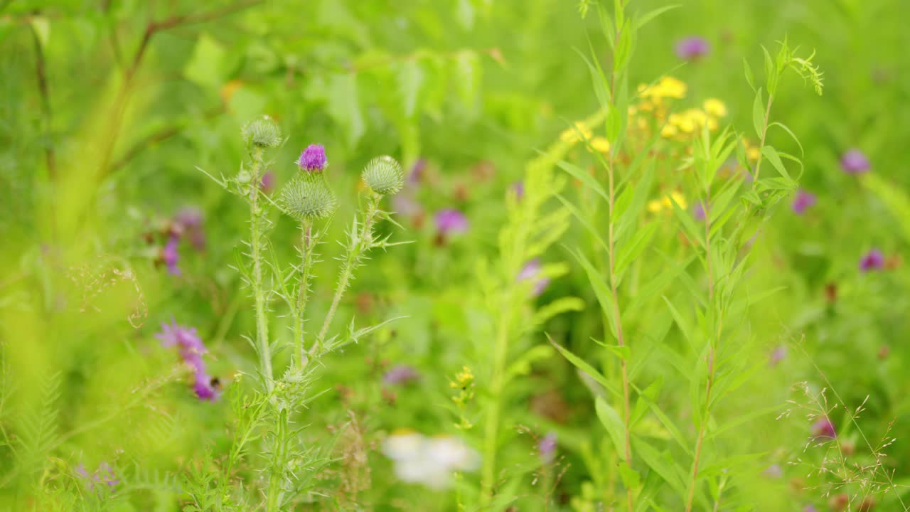 黄花在风中摇曳视频素材