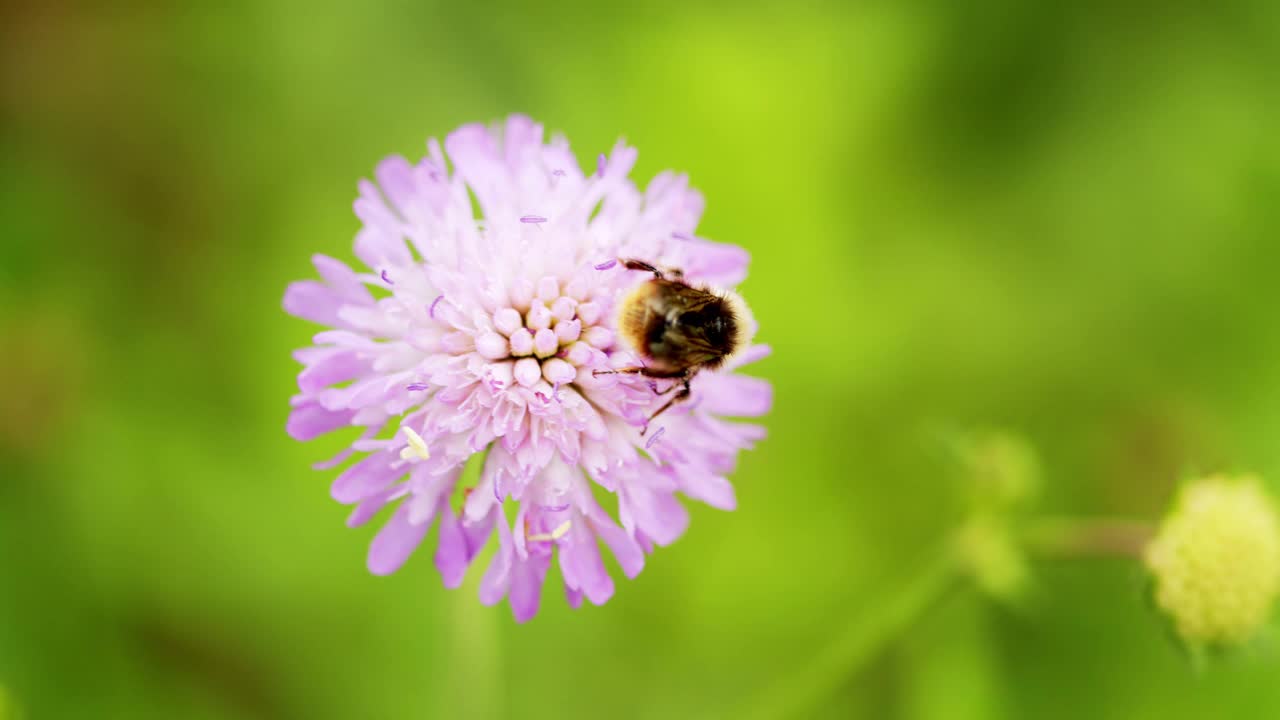 拍摄到一只大黄蜂(bombus sp.)在多汁的花上。紫罗兰色或蓝色花，野糙视频素材