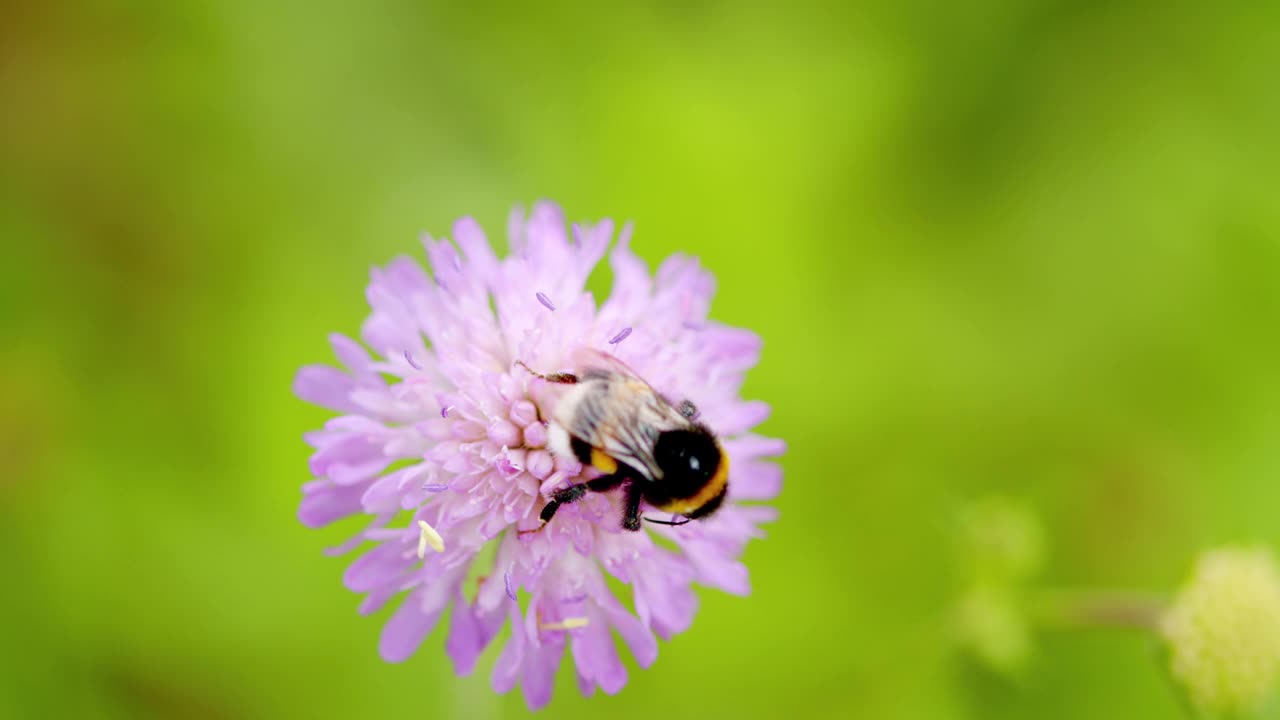 拍摄到一只大黄蜂(bombus sp.)在多汁的花上。紫罗兰色或蓝色花，野糙视频素材