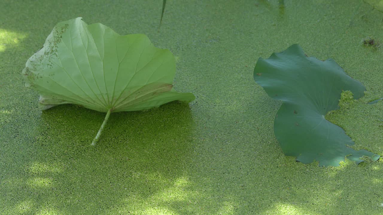 绿植池塘视频素材