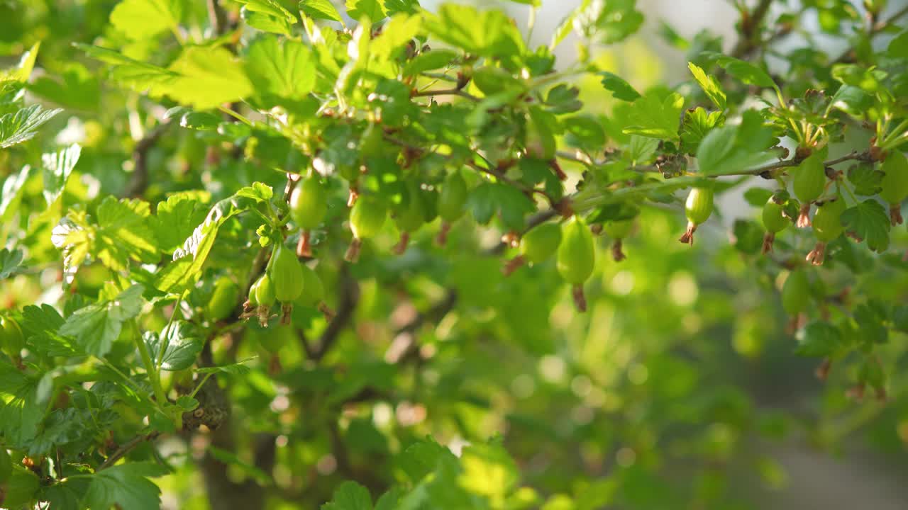 绿色的未成熟的醋栗生长在花园灌木上，阳光照耀着树叶视频素材