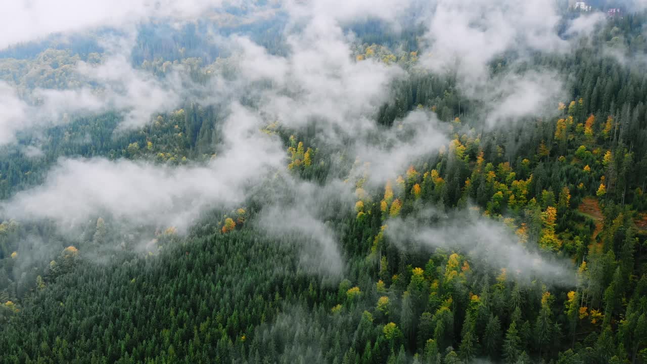 山区雨天后的航拍。雾吹过松林。云杉森林树木在山上雾天的空中镜头。美丽秋天森林的晨雾。视频素材