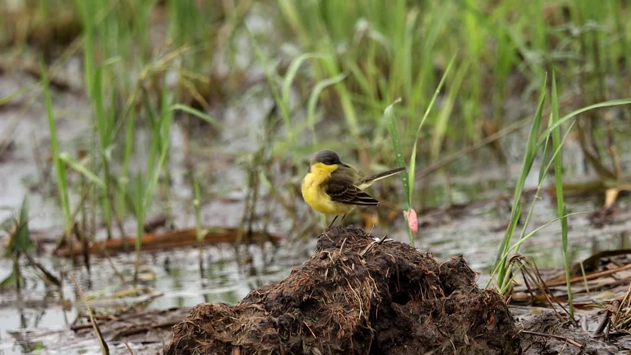 Eastern-Yellow-Wagtail。视频下载