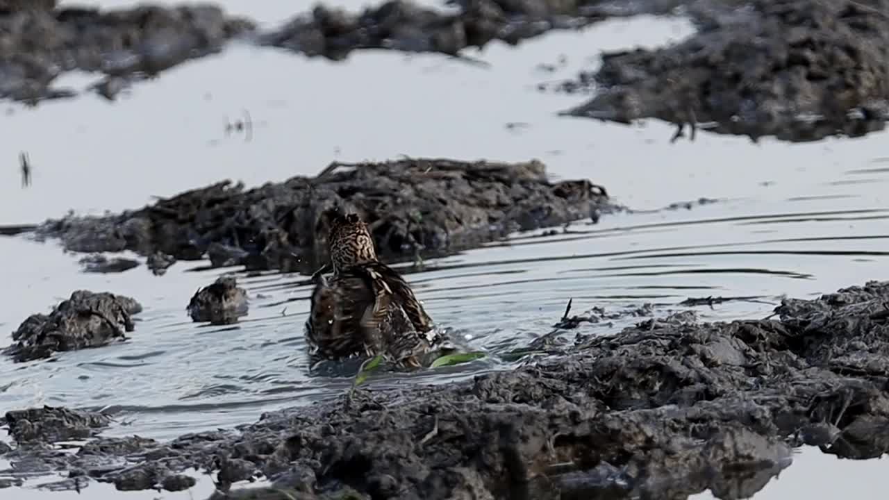 尖尾鹬站在水坑附近的地面上。视频下载