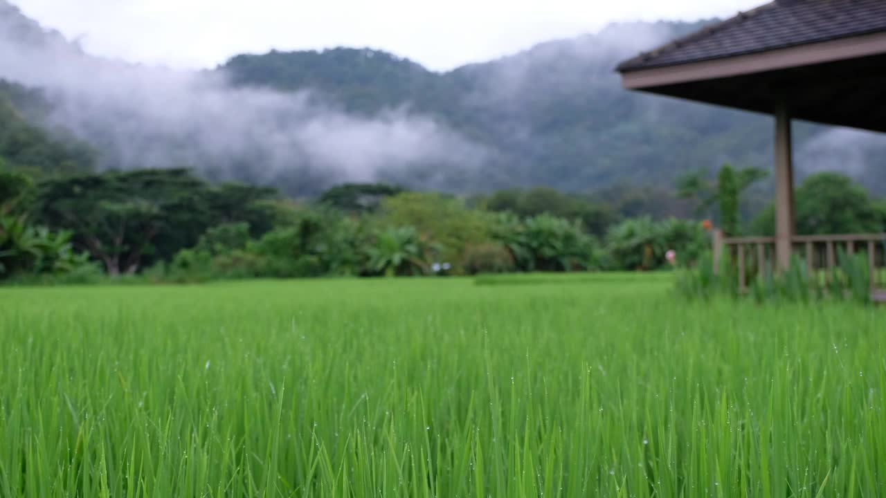 在泰国北部雾天，绿油油的稻田和群山视频素材