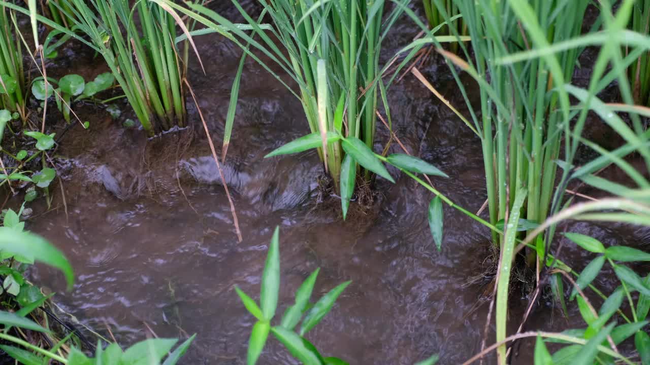 小溪和植物视频素材