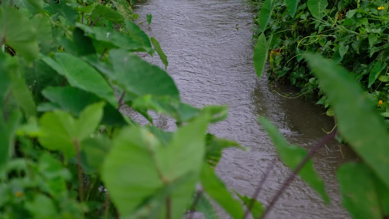 一条小运河和一株植物视频素材