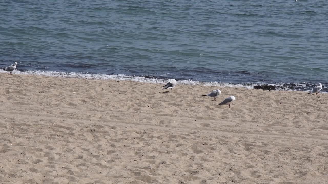 没有人的海景和海边沙滩上的海鸥视频素材