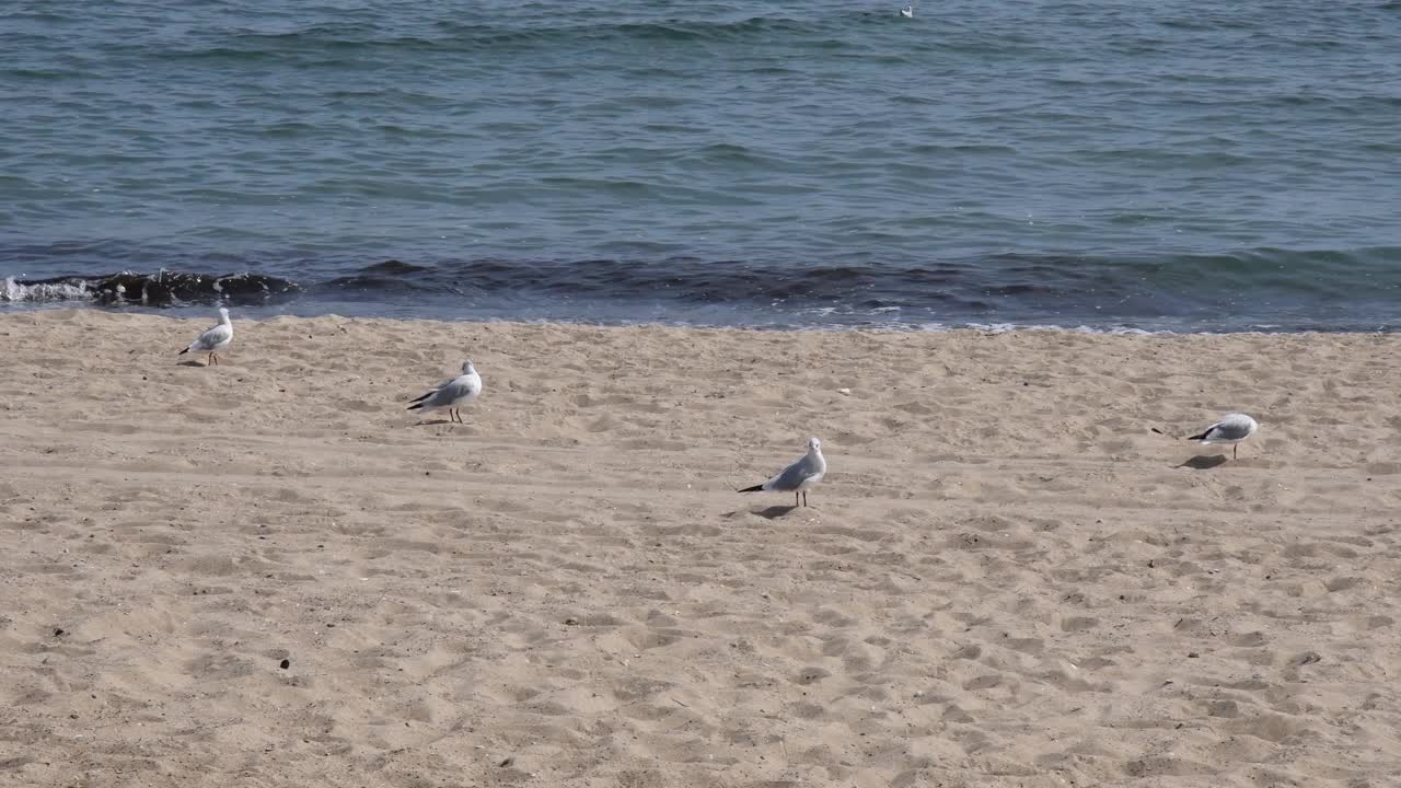 没有人的宁静海景，海鸥在海边的沙滩上视频素材