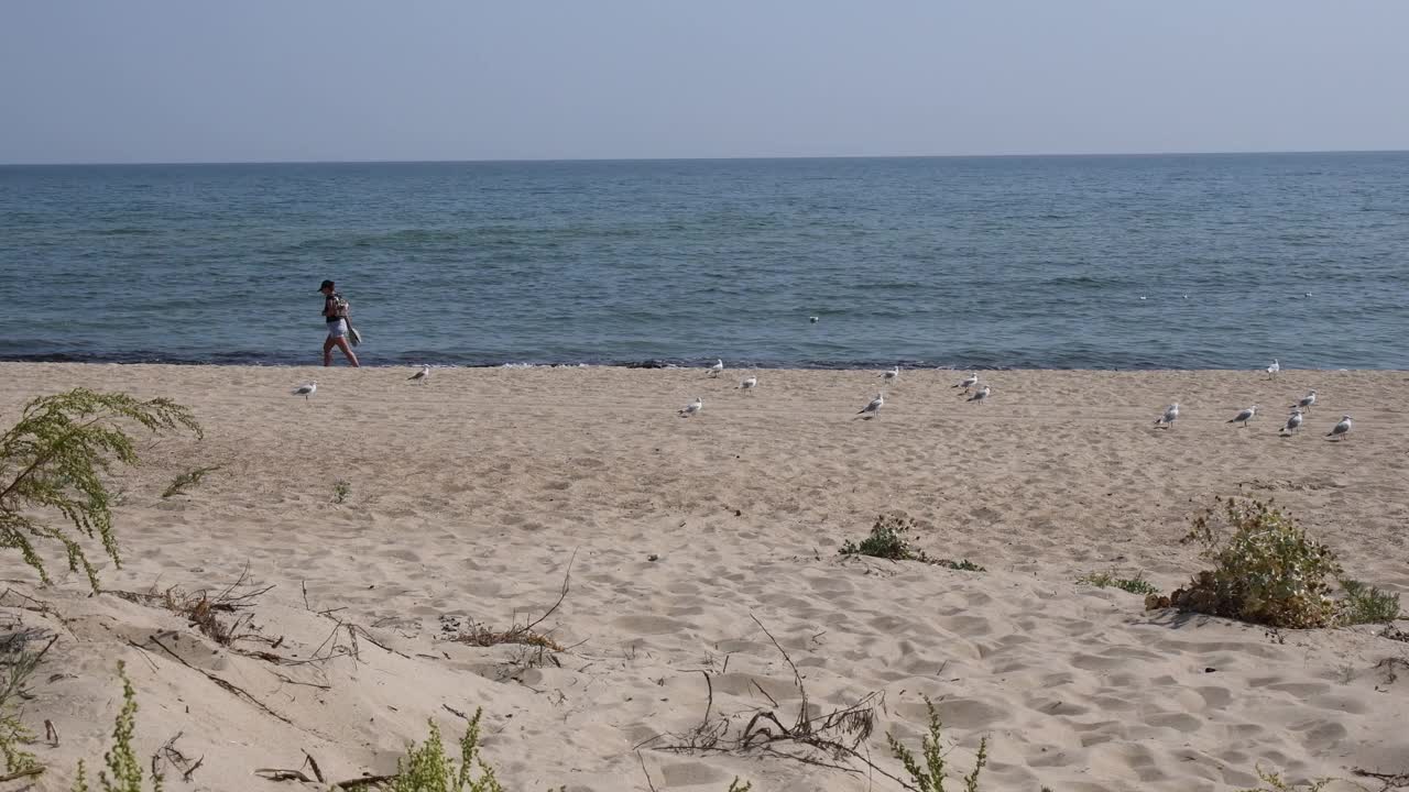 在宁静的海边与海鸥漫步的女子剪影视频素材