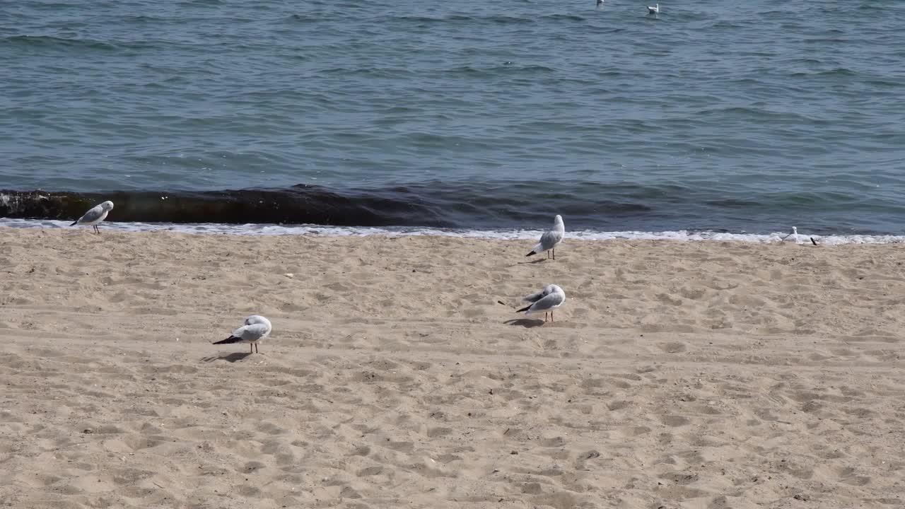 没有人的宁静海景和海边沙滩上的海鸥视频素材