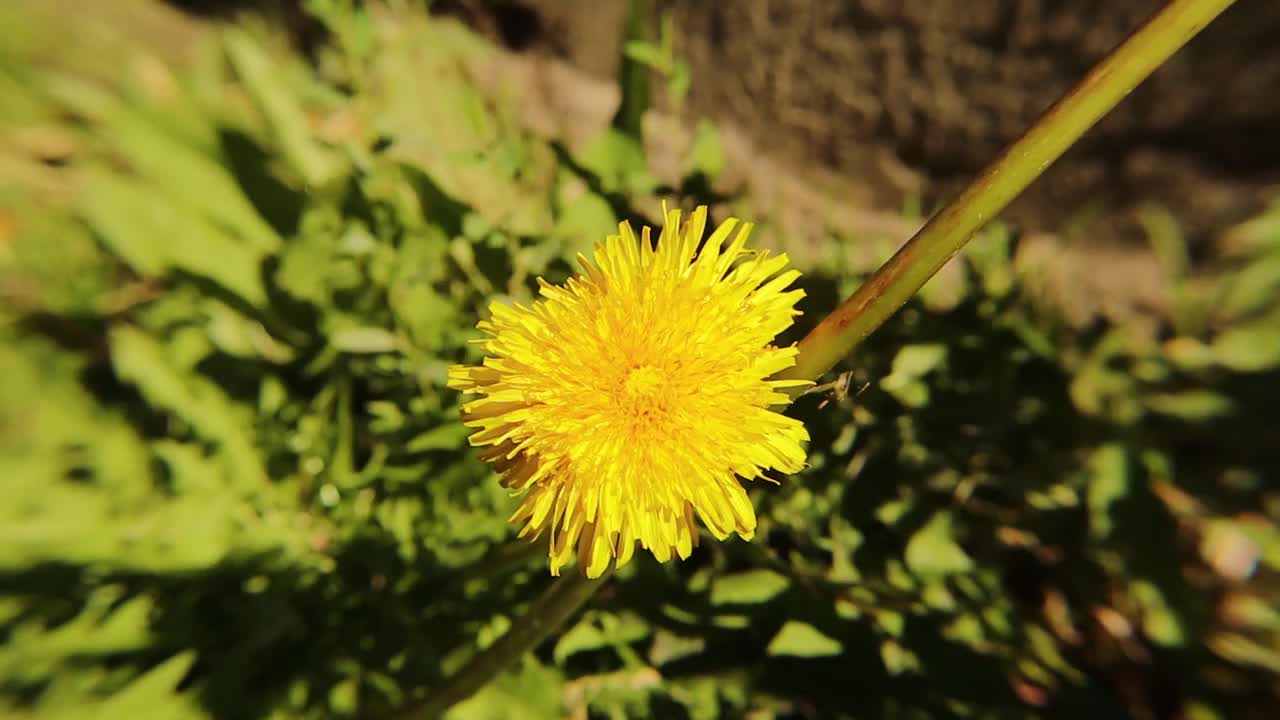 食蚜蝇吮吸蒲公英花的花蜜。
1. 橘子酱食蚜蝇
2. 普通雄蜂
他们没有蜜蜂。
昆虫授粉的花。
令人惊讶的是飞行虫子视频素材