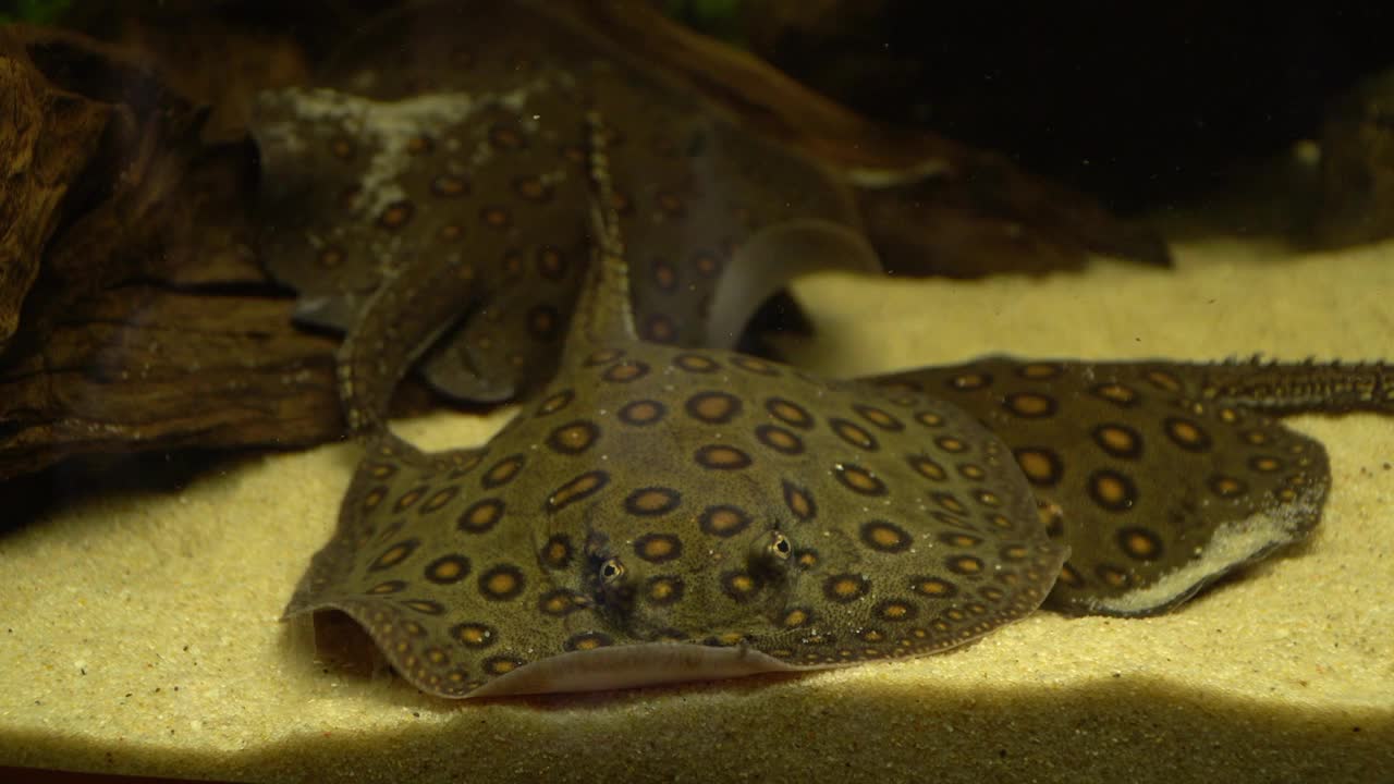 黄貂鱼在水族馆里游泳。海洋水族馆,海底世界。水下海洋背景。雷视频素材