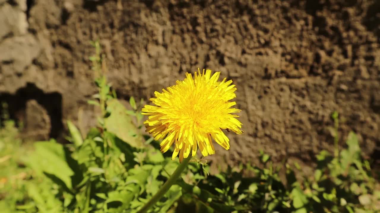 蚜蝇从蒲公英的花朵上吮吸花蜜。
橘子酱食蚜蝇
这不是蜜蜂。
昆虫给花授粉，授粉。
令人惊讶的是飞行昆虫。
花飞,花虻。
错误视频素材