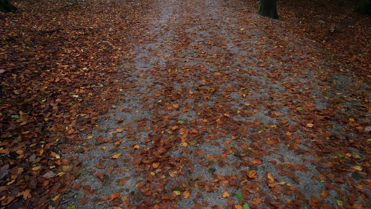 一个秋天的早晨，在山毛榉林中有一条小路，从下往上移动视频素材