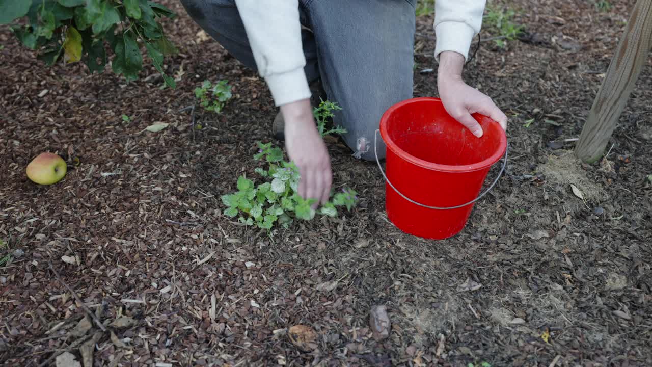 除草的查理视频素材