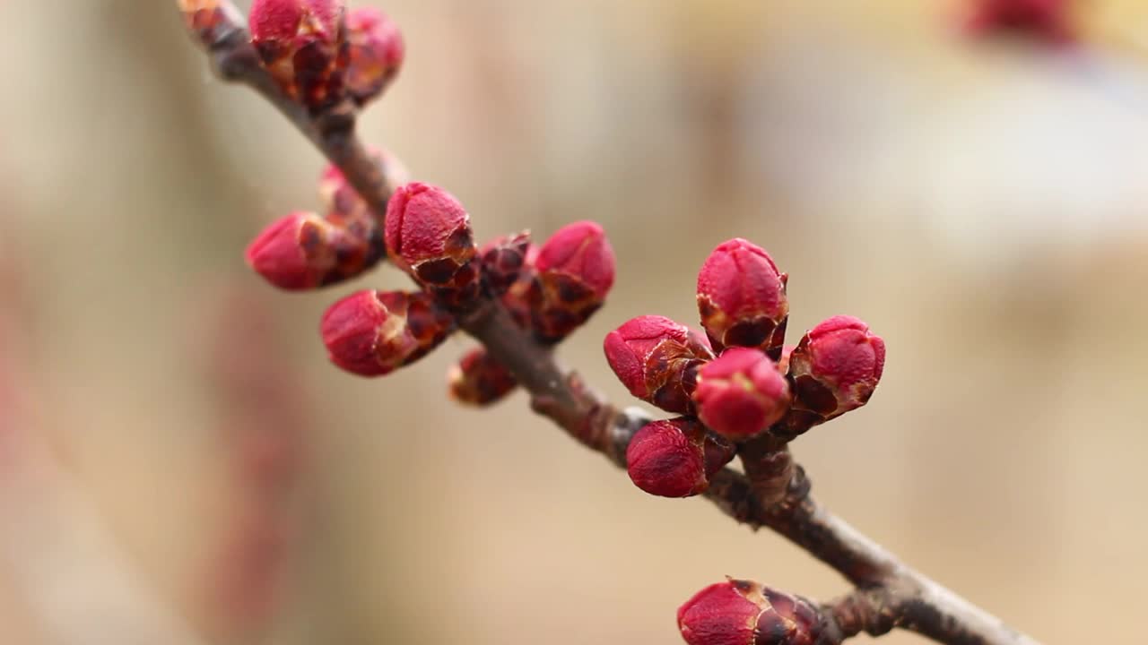 杏子的花蕾在春天闭合视频素材