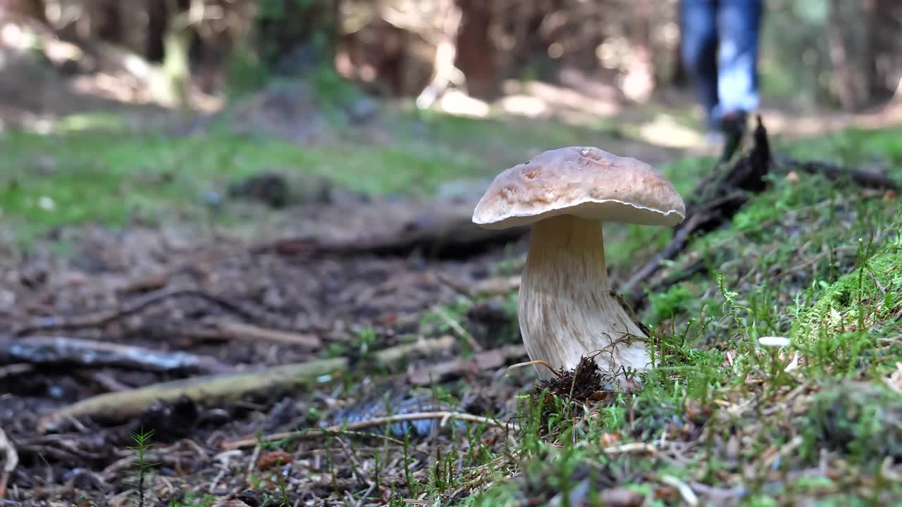 人小心翼翼地从苔藓中取出牛肝菌视频素材