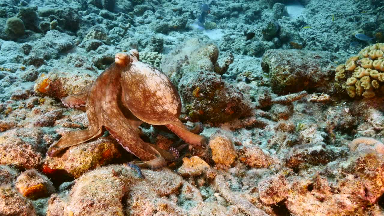 在库拉索岛附近的加勒比海珊瑚礁的绿松石水章鱼的海景视频素材