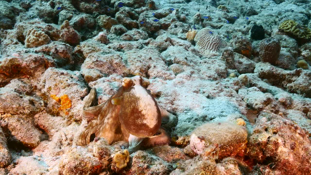 在库拉索岛附近的加勒比海珊瑚礁的绿松石水章鱼的海景视频素材