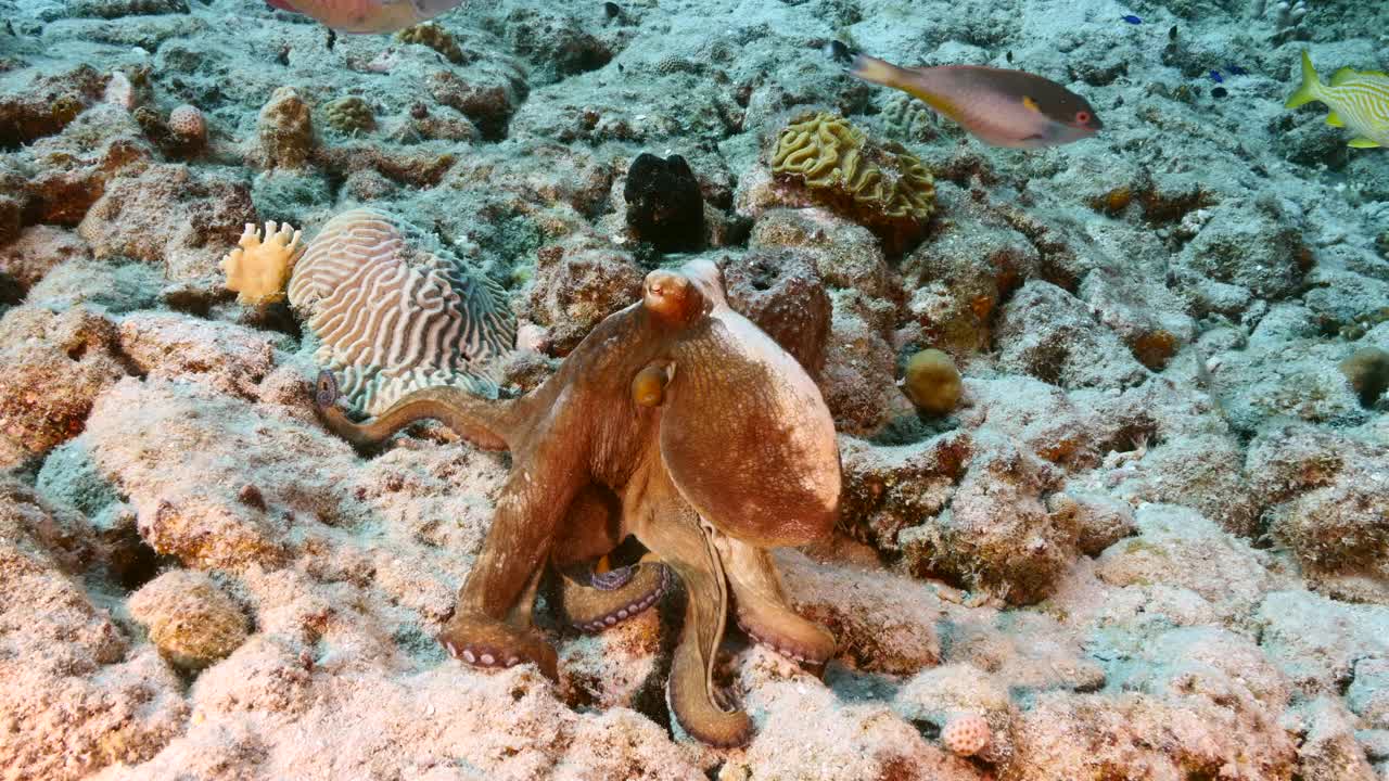 在库拉索岛附近的加勒比海珊瑚礁的绿松石水章鱼的海景视频素材