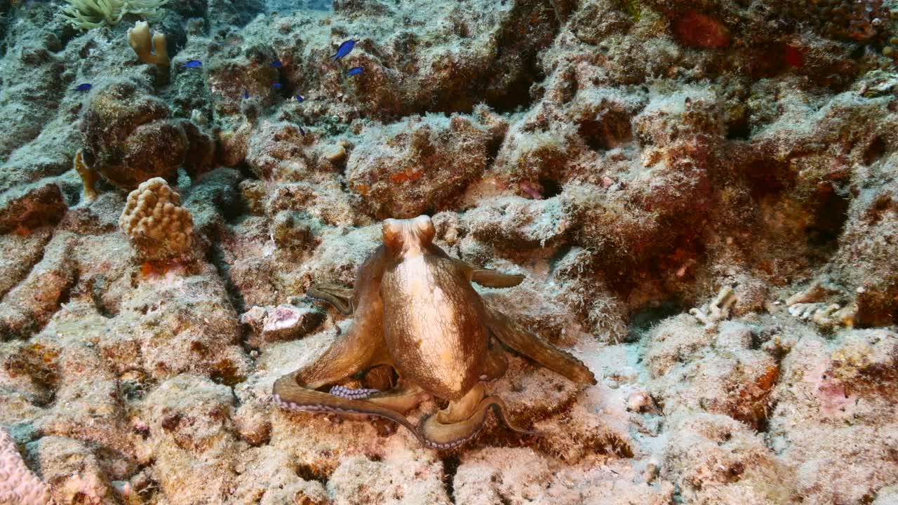 在库拉索岛附近的加勒比海珊瑚礁的绿松石水章鱼的海景视频素材