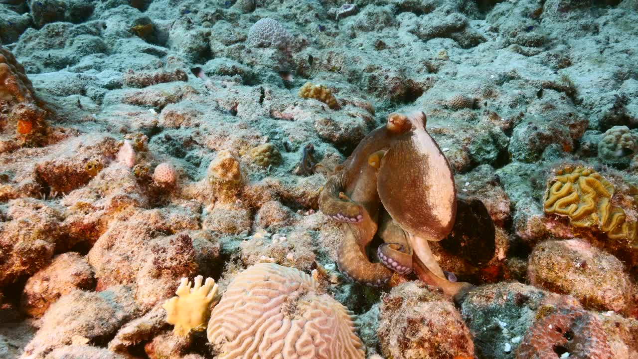 在库拉索岛附近的加勒比海珊瑚礁的绿松石水章鱼的海景视频素材