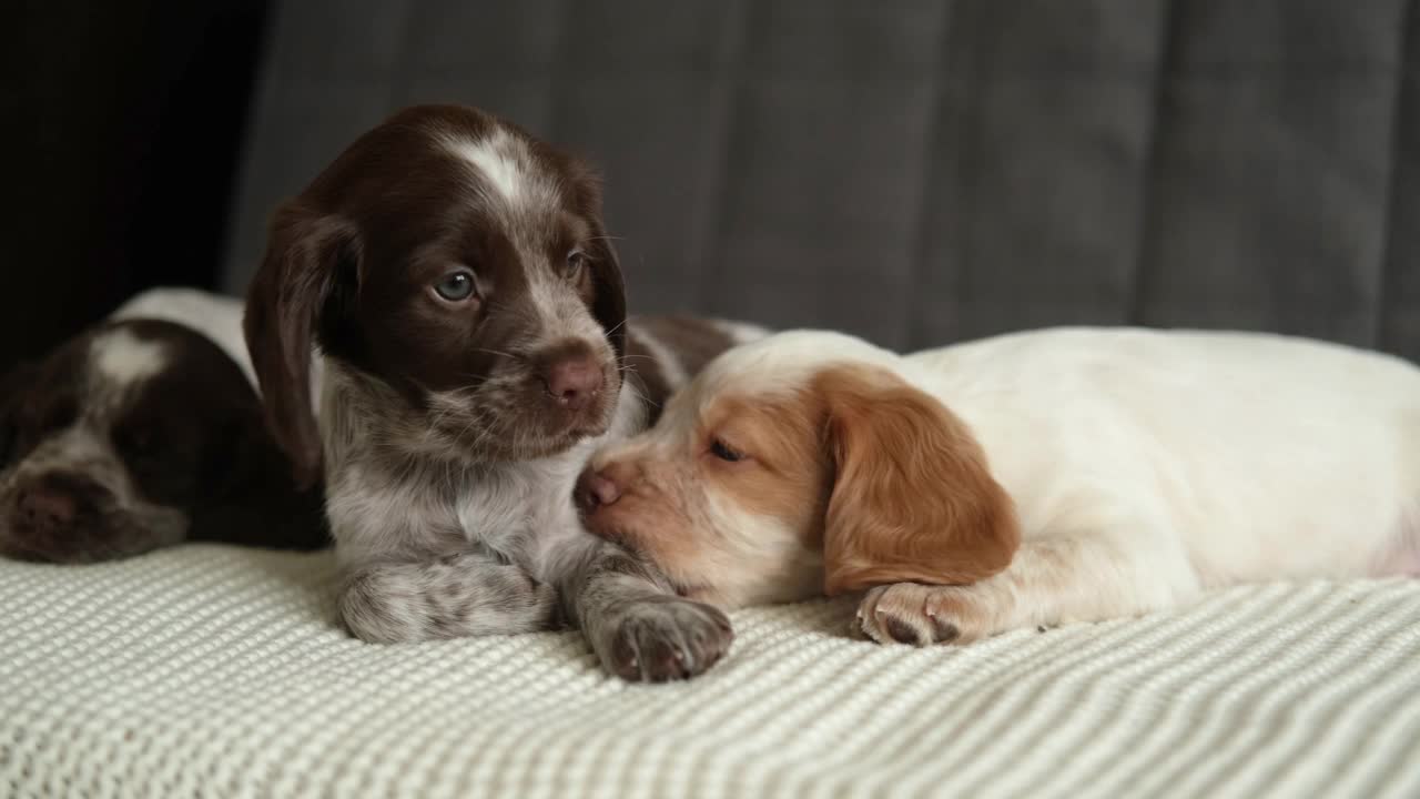 4 k。三只俄罗斯猎犬和红白相间的小狗在沙发上玩耍视频下载