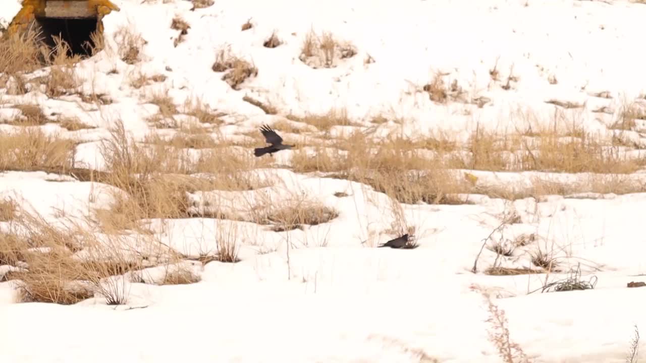 乌鸦在冬天的雪中寻找食物。
树上有两种乌鸦(白嘴鸦和西部寒鸦)
鸟收集、组。
黑鸟迁徙，乌鸦。
雪，雪，冰，冻住了视频素材