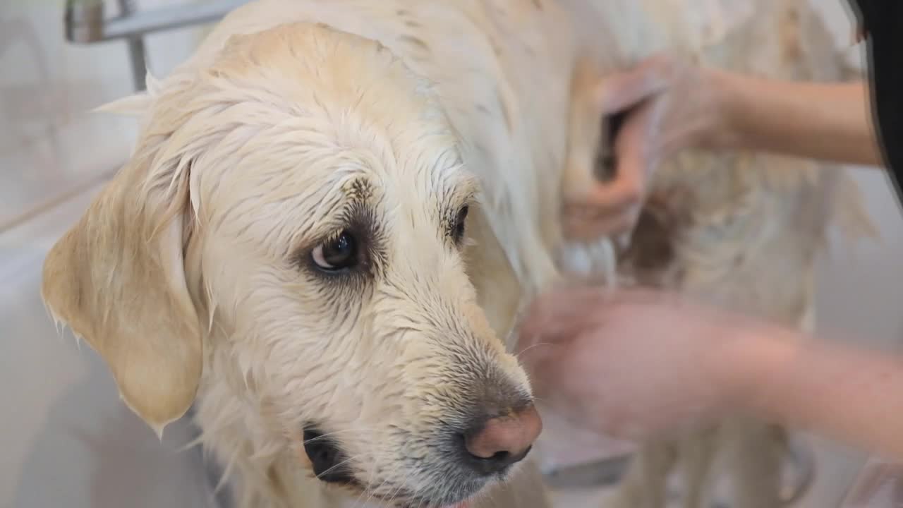 在美容沙龙为金毛猎犬专业清洗。视频素材