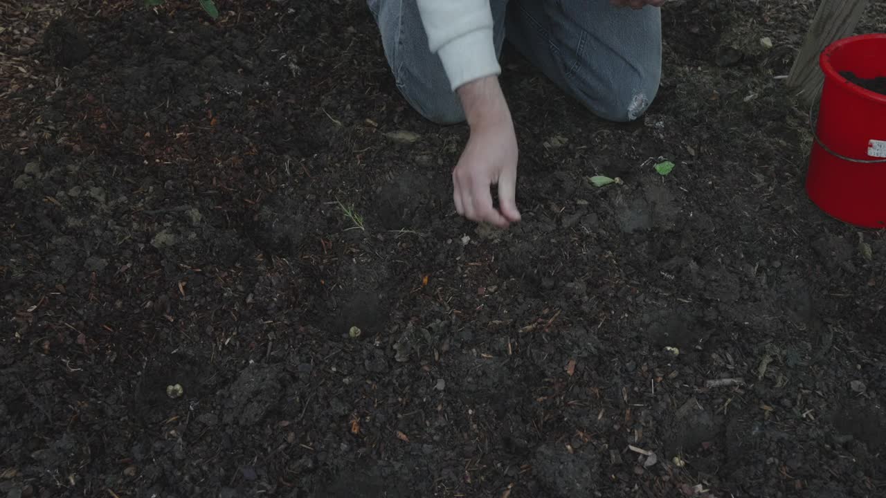 种植贝母鳞茎视频素材