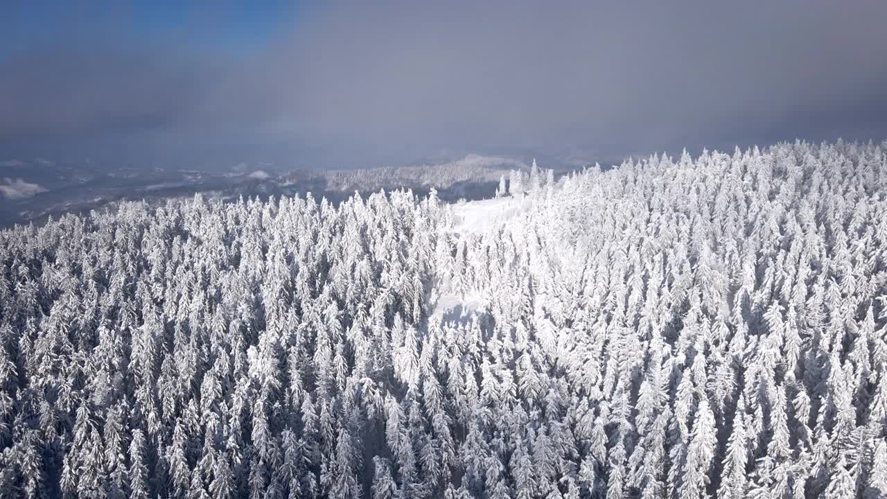 鸟瞰图的日落在雪山森林视频素材