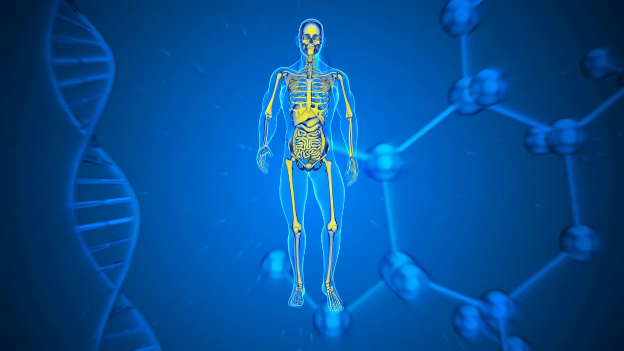 摘要心血管系统医学动画视频素材