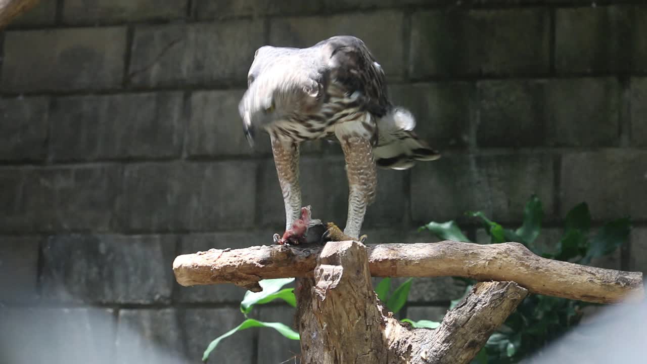 Brahminy kite (Haliastur indus)或elang bondol。鸟的猎物。视频素材