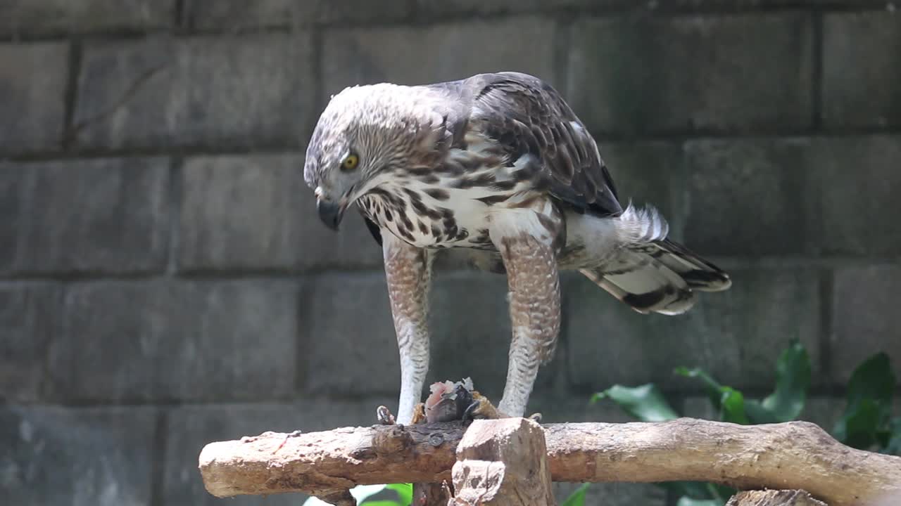 Brahminy kite (Haliastur indus)或elang bondol。鸟的猎物。视频素材