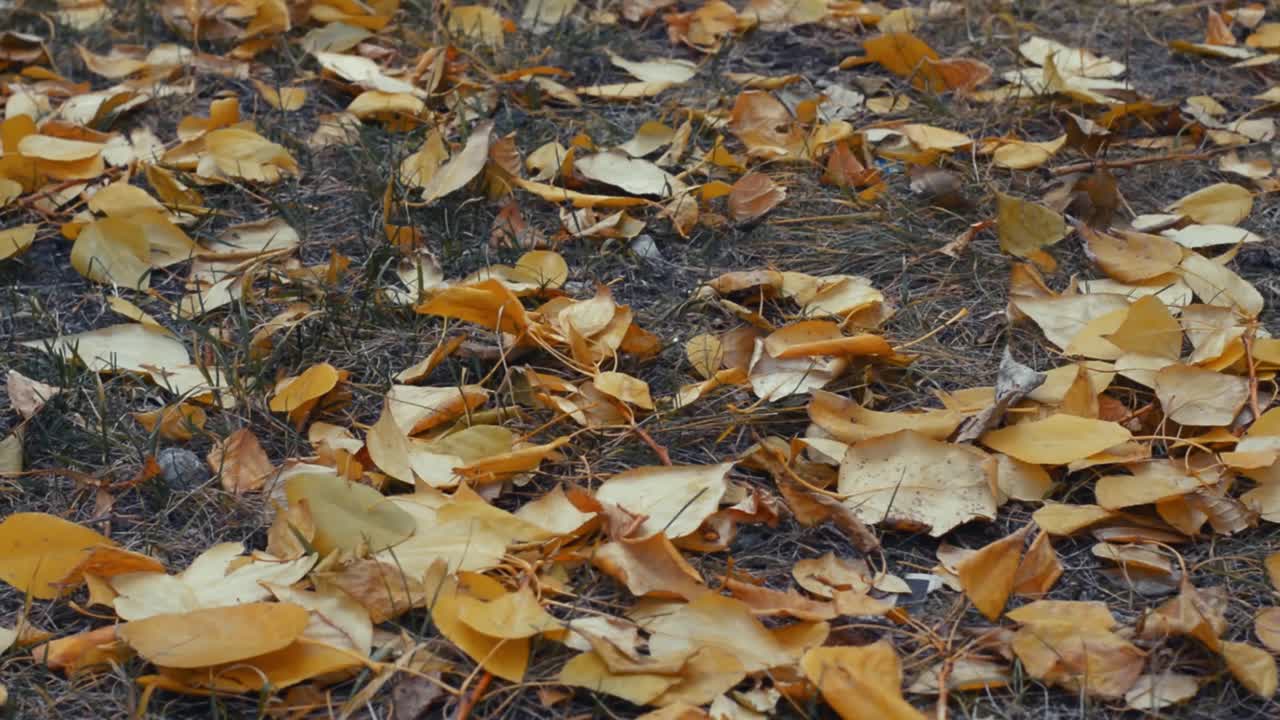 黄色的树叶躺在灰色的草地上。秋天的背景。视频素材