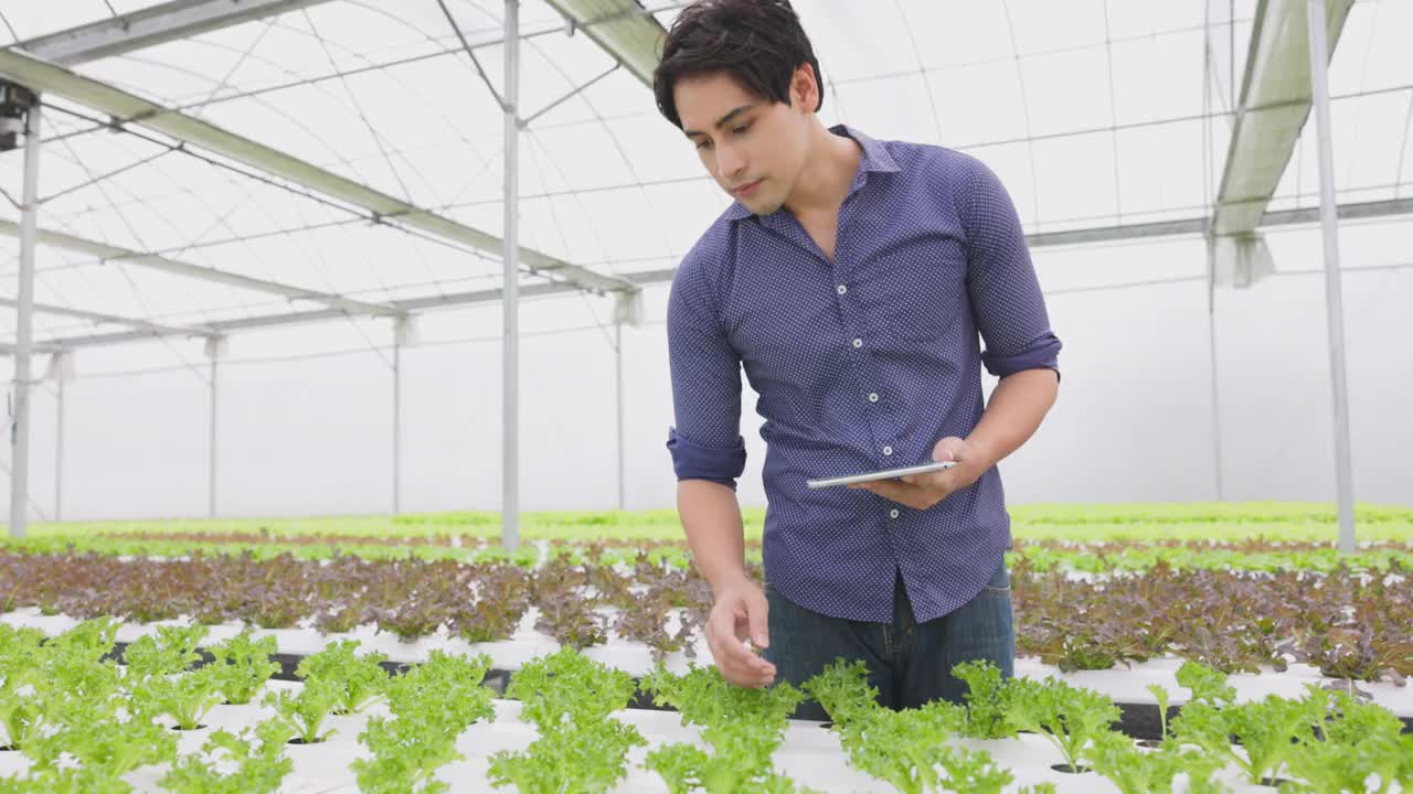 一位农民用平板从水培菜园中收获蔬菜。有机新鲜蔬菜种植和农民在温室与水培菜园劳动。视频素材