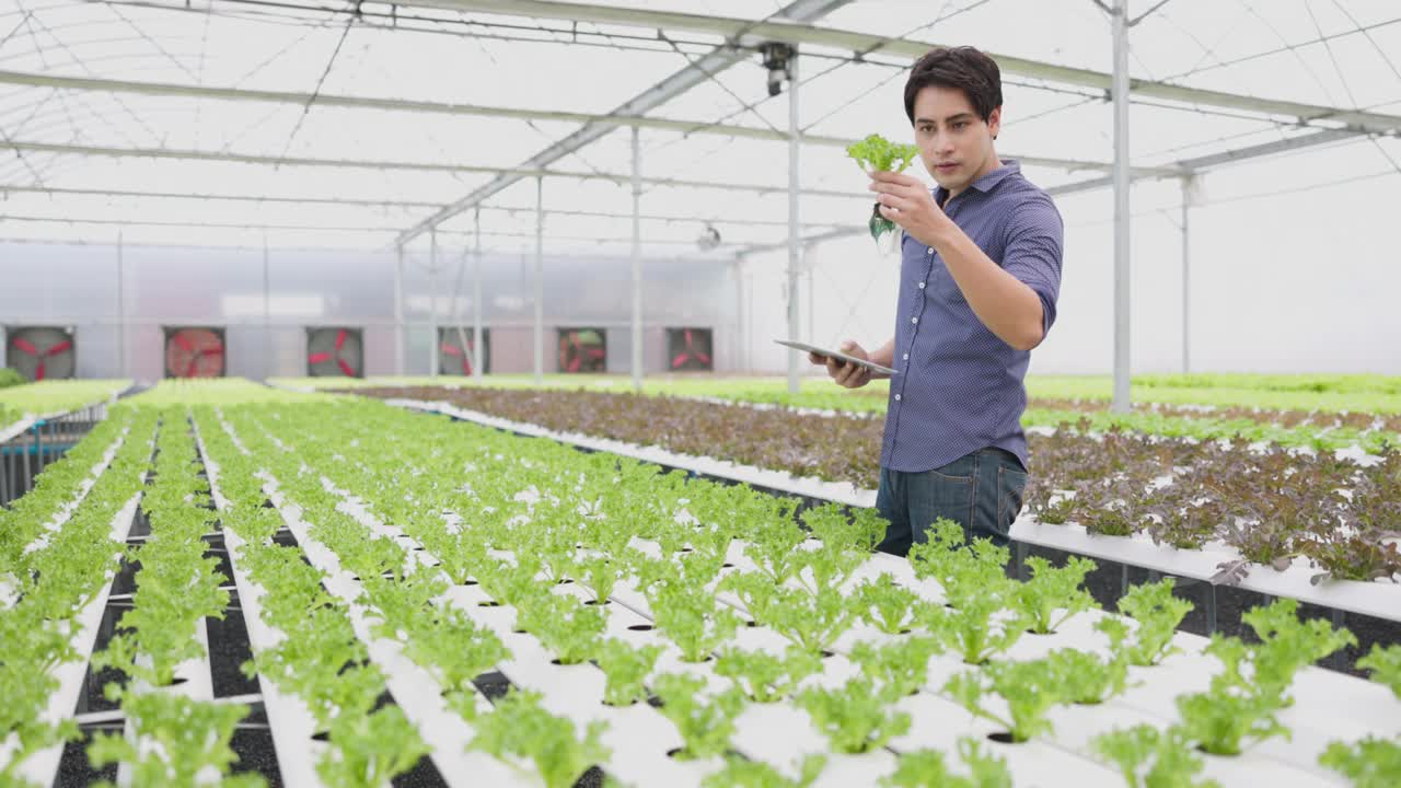 一位农民用平板从水培菜园中收获蔬菜。有机新鲜蔬菜种植和农民在温室与水培菜园劳动。视频素材