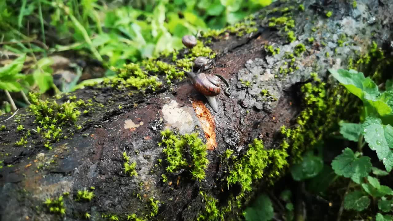 蜗牛在潮湿的木质纹理上滑行。微距特写模糊背景。深色壳的花园蜗牛。视频下载