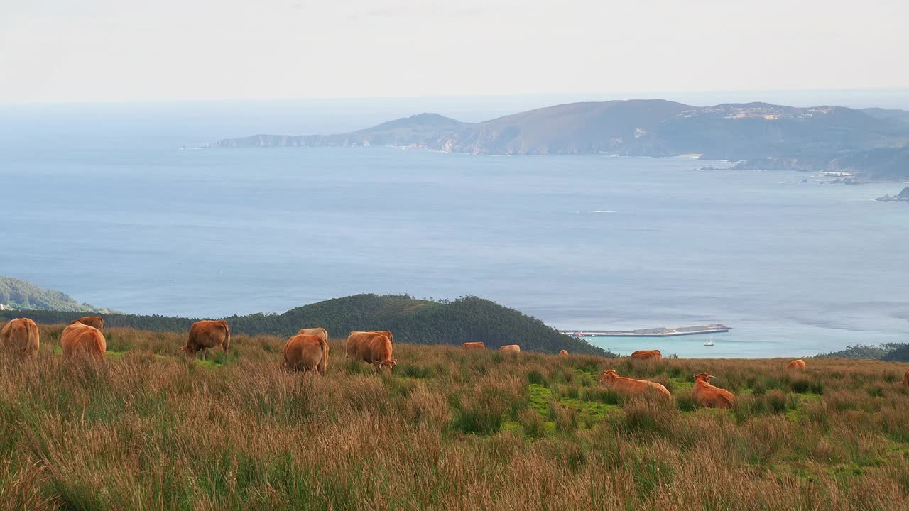 田园景观，在加利西亚山区海边的草地上吃草的牛群。视频素材