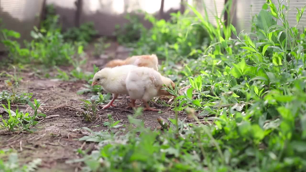 三只黄色的雏鸟在与眼睛同高的位置向摄像机走来，啄食着草，拍打着翅膀。小鸡两周大。视频下载