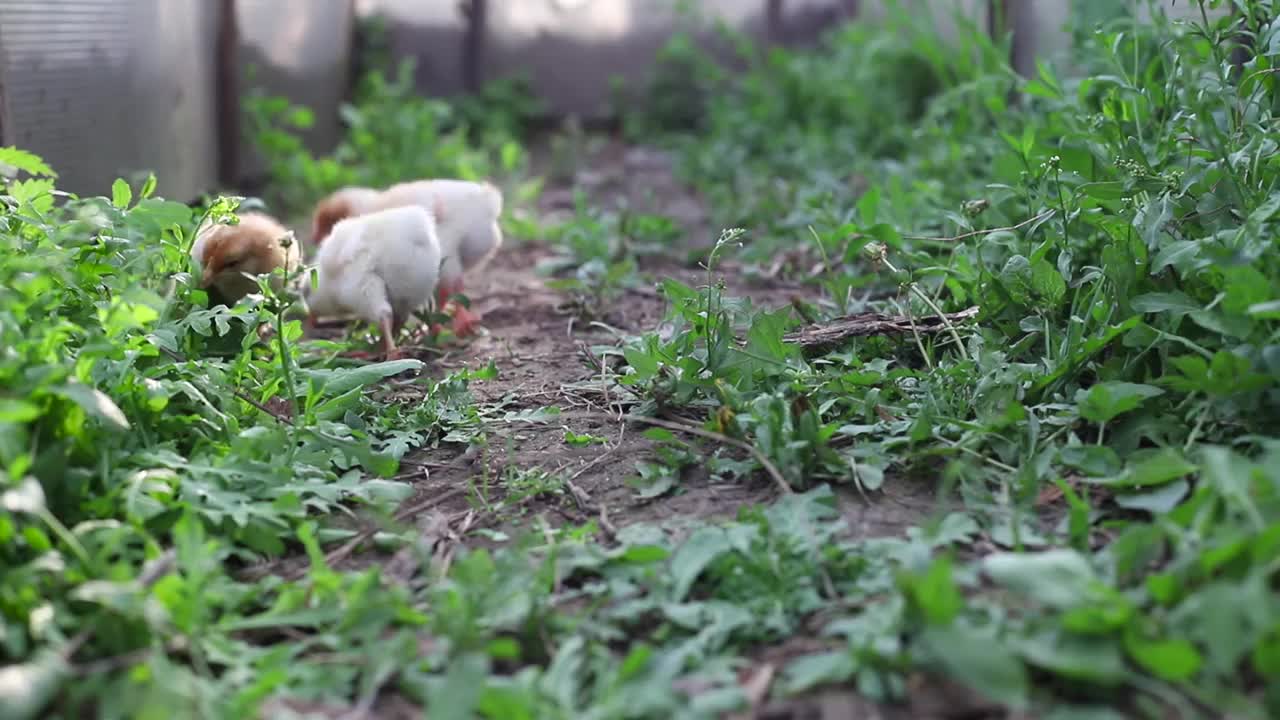 三只黄色的小雏鸡与小鸡齐眼行走，啄食着青草。阳光明媚的一天，一缕阳光照射在鸟儿身上。两周大的鸡，正面。视频下载