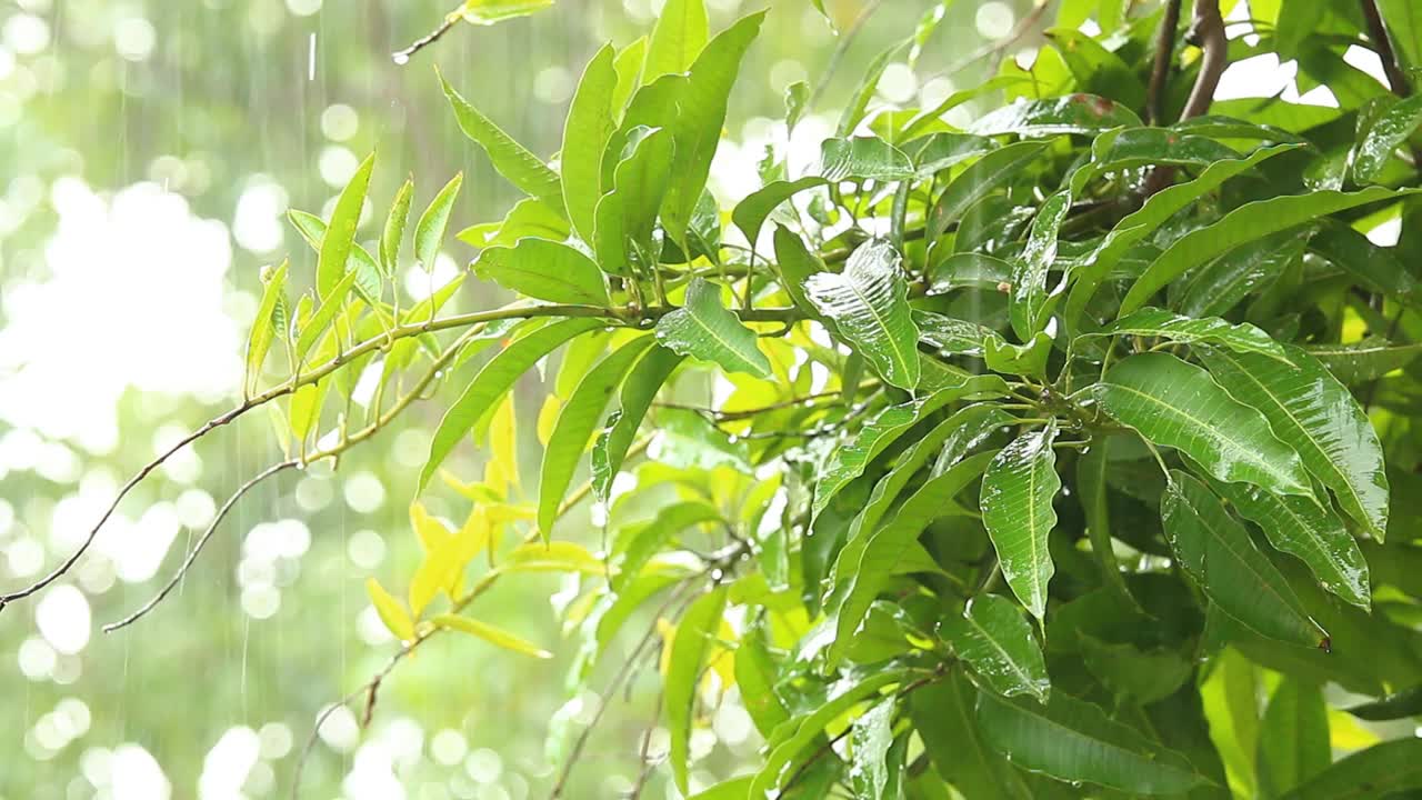 暴风雨时，雨水滴落在树上视频素材