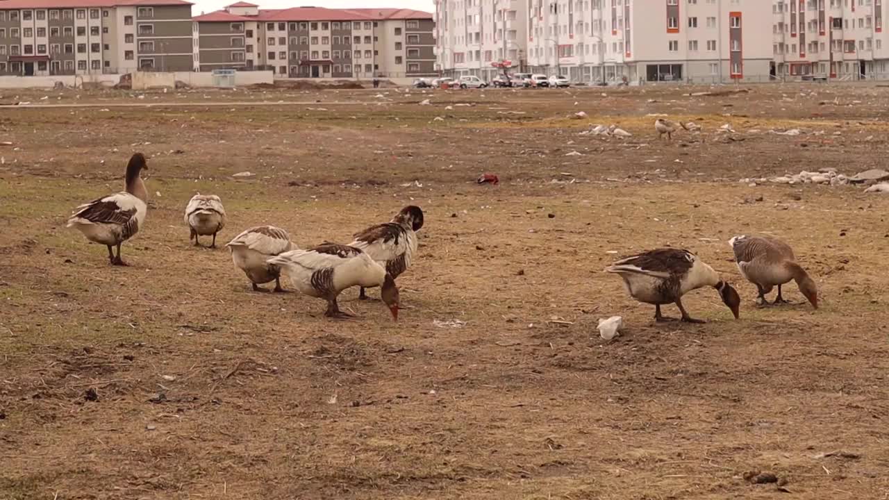 鹅在农村自由地饲养。
鹅在觅食。
靠近城市的村庄里有家禽。
鹅有机农场。
田野里的家禽。
免费的动物。
鹅、动物视频素材