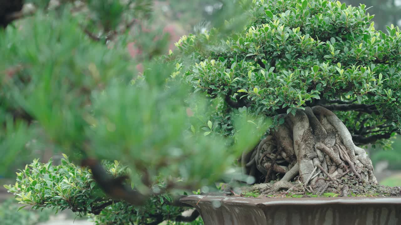 中国盆景视频素材