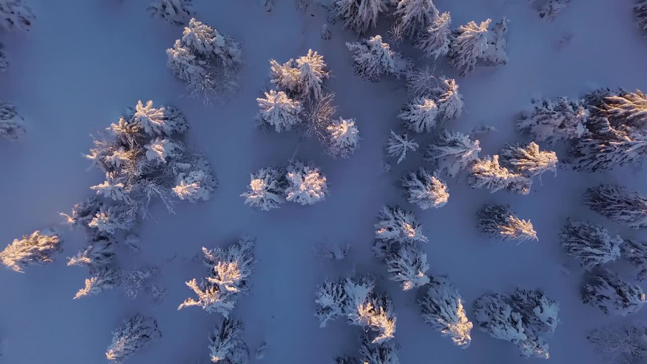 在寒冷的傍晚鸟瞰自然冰冻的冬季森林与积雪的树木和最后的阳光视频素材