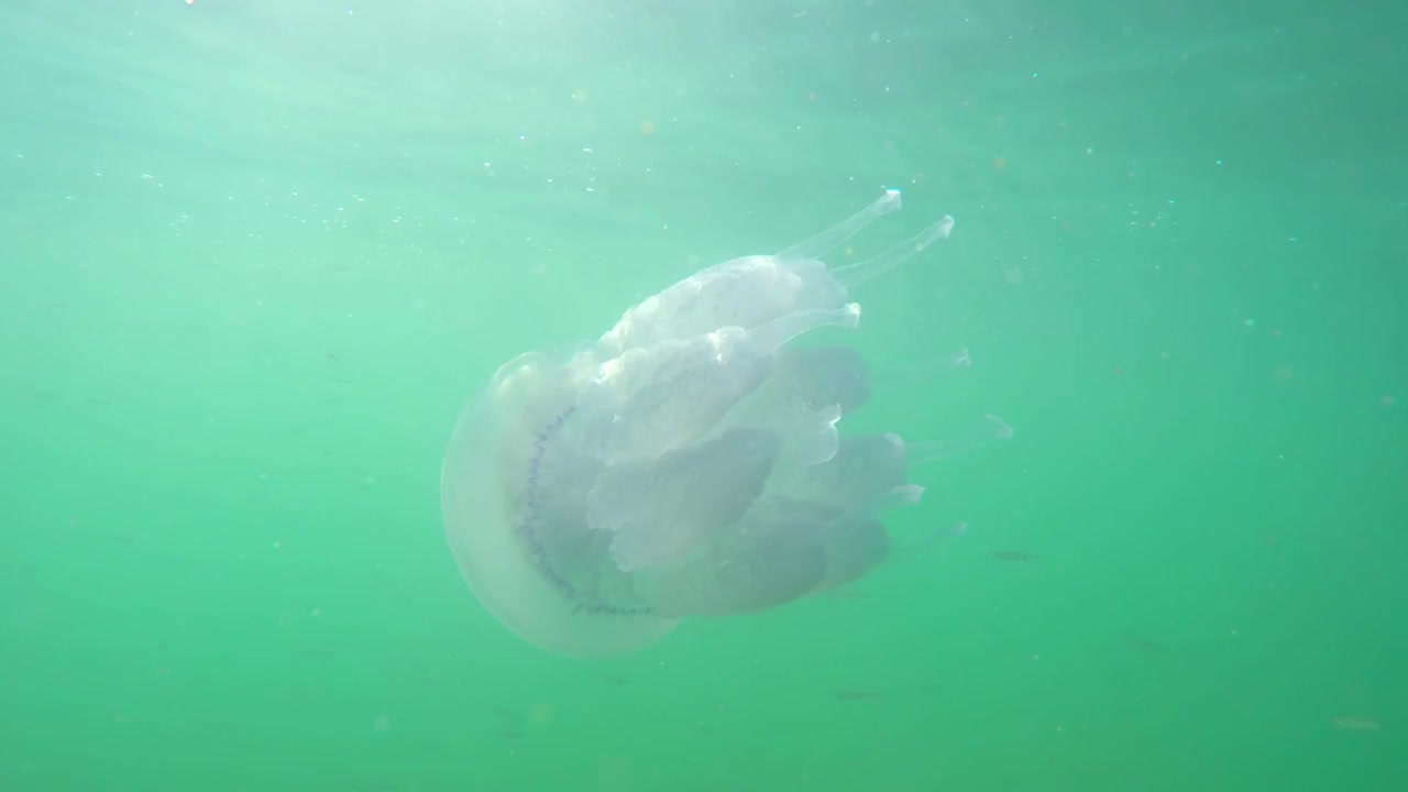 一群小鱼在水母附近抵挡阳光。中景镜头。在水下。视频下载